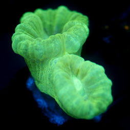 JC Neon Trumpet Coral