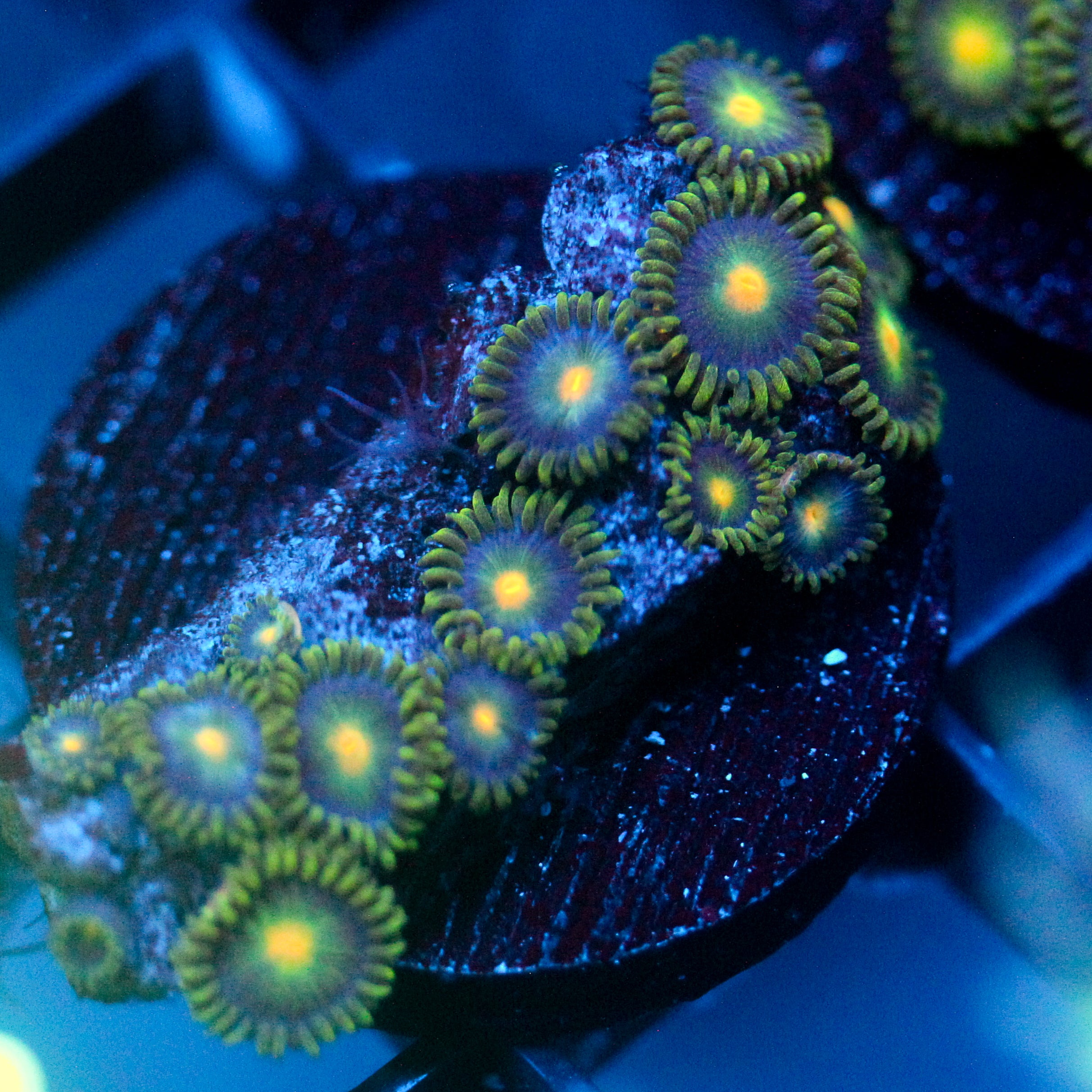 JC Freak Zoanthids