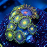JC Freak Zoanthids