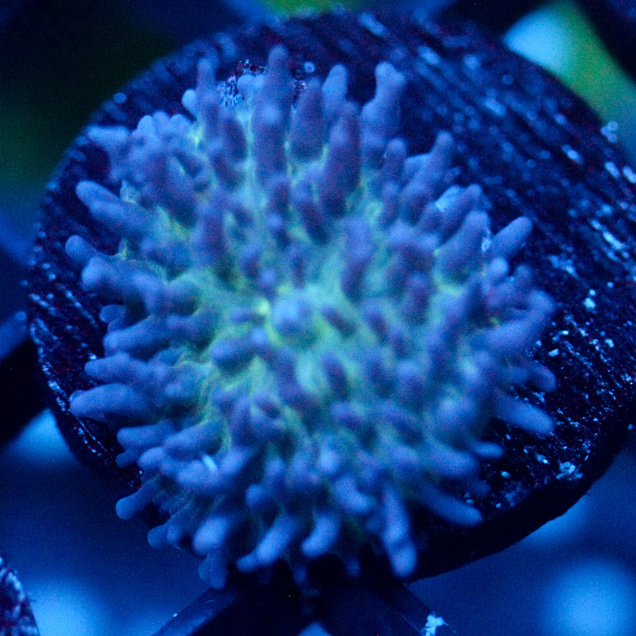 JC Fuzzy Mushroom