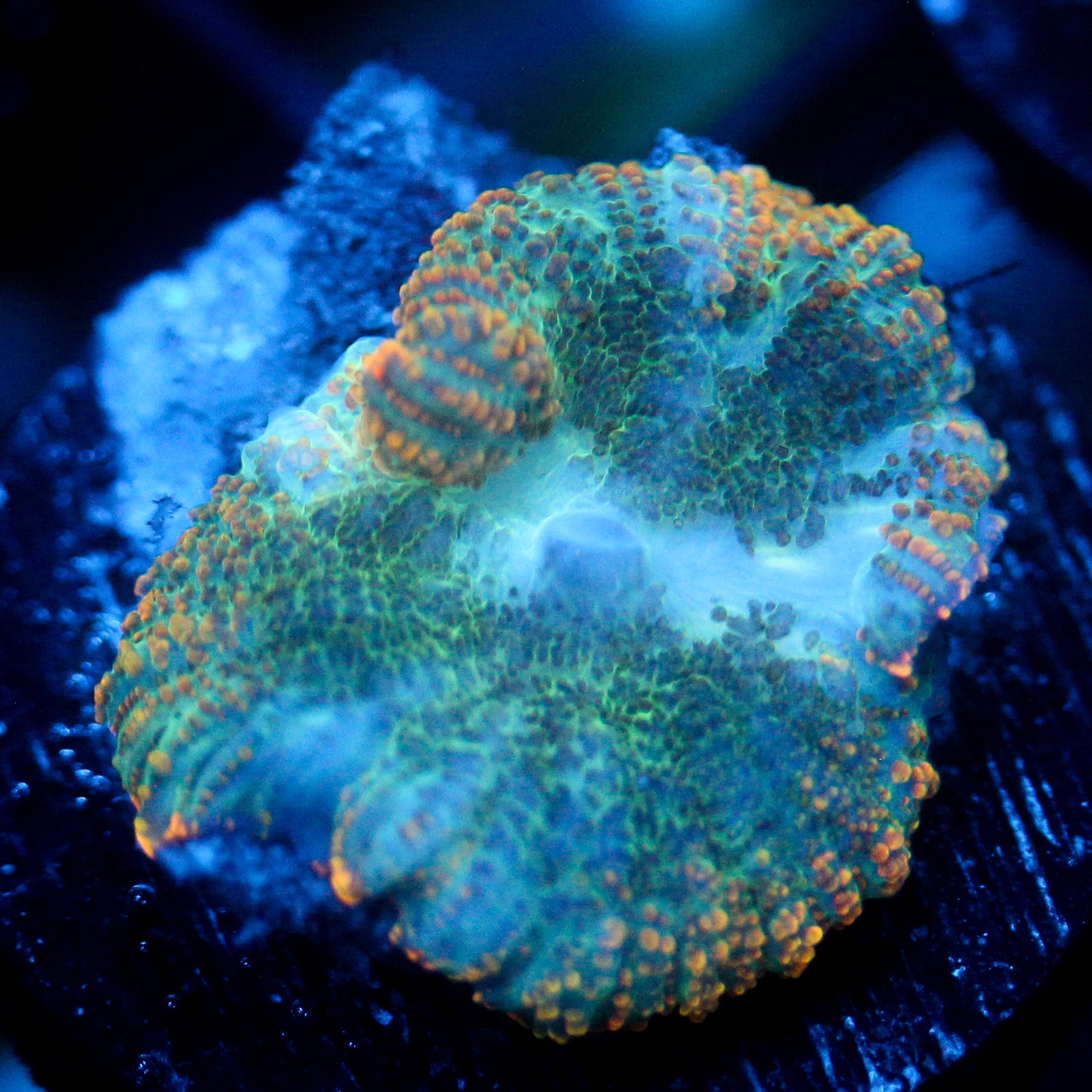 JC Mossy Lakes Rhodactis