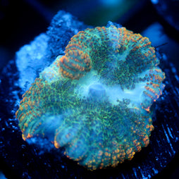 JC Mossy Lakes Rhodactis