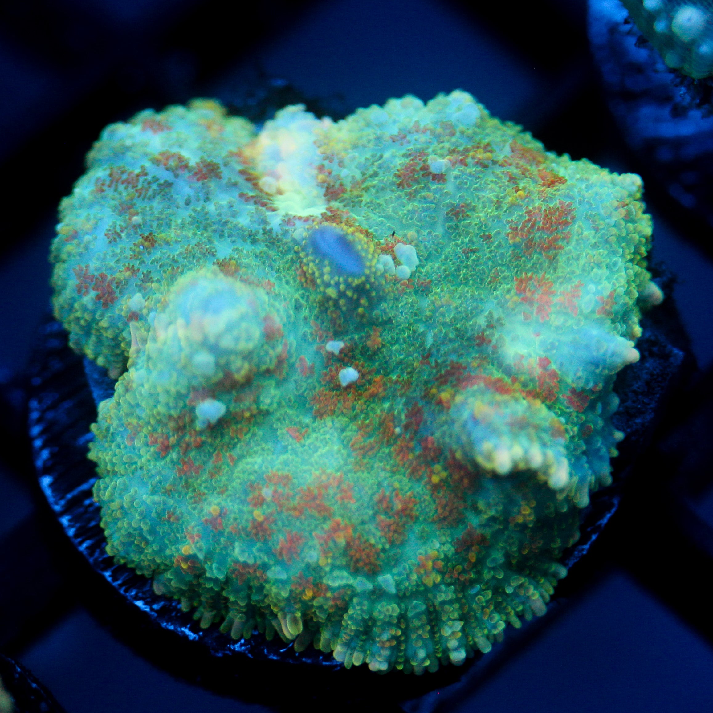 JC Lush Mesa Rhodactis