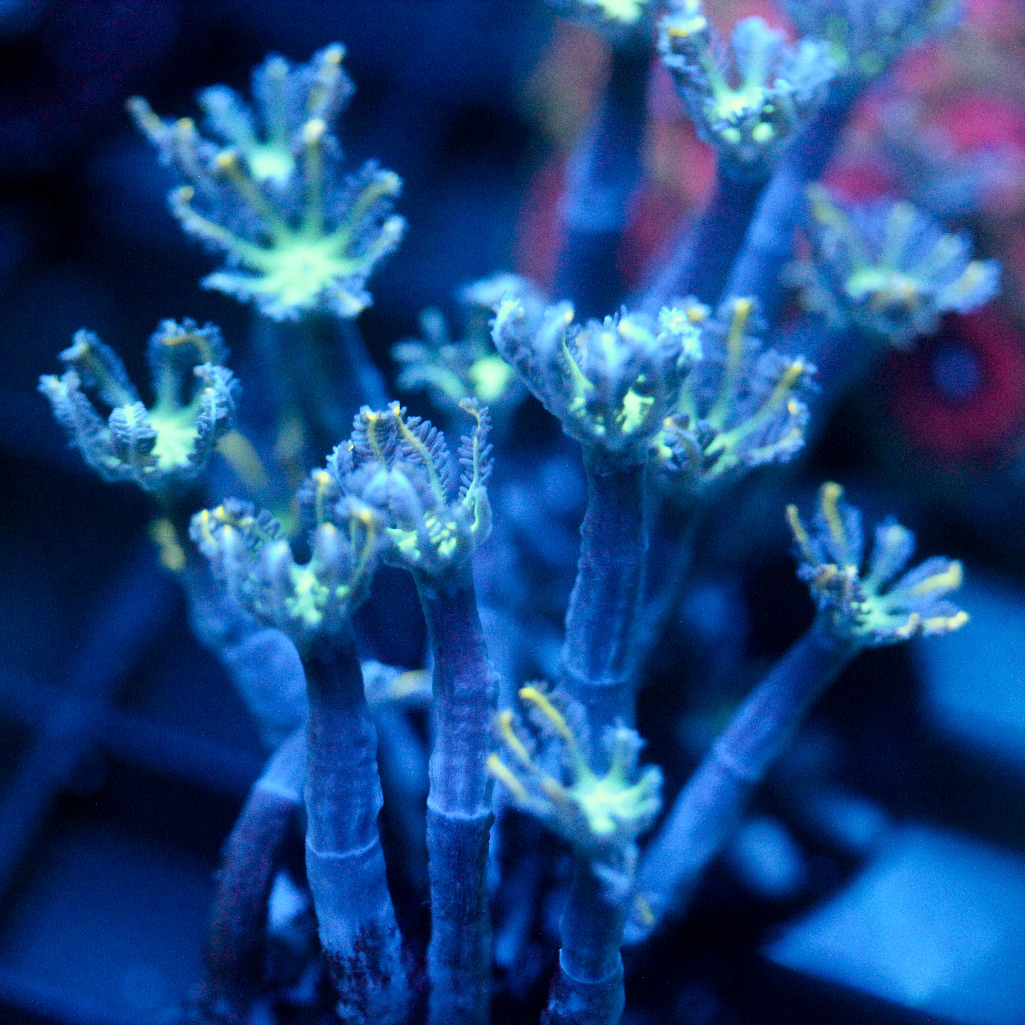 JC Orange Tip Clove Polyp