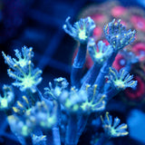 JC Orange Tip Clove Polyp