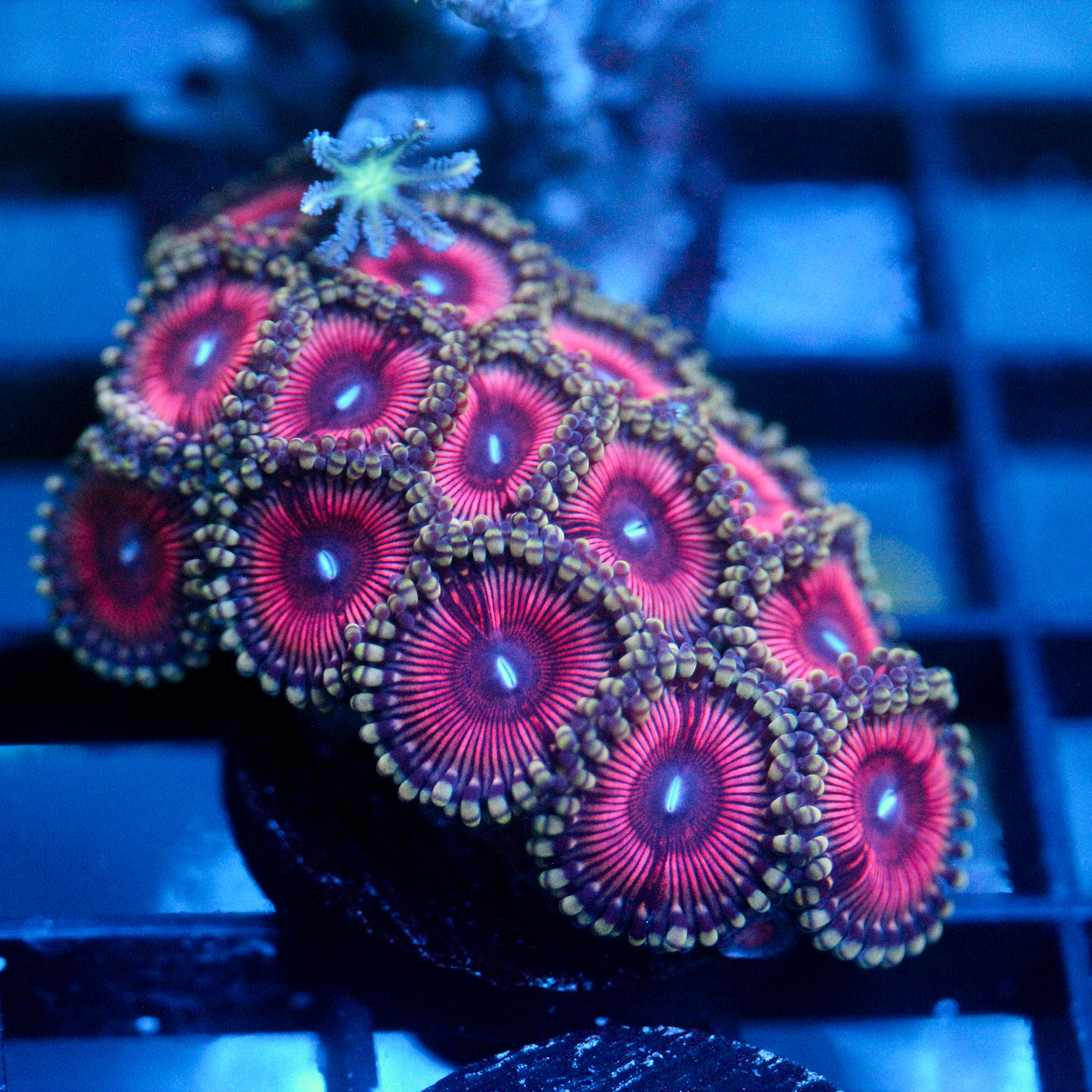 JC Pink Terrorizer Zoanthid