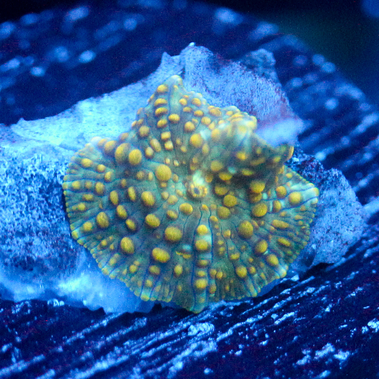 JC Firefly Discosoma