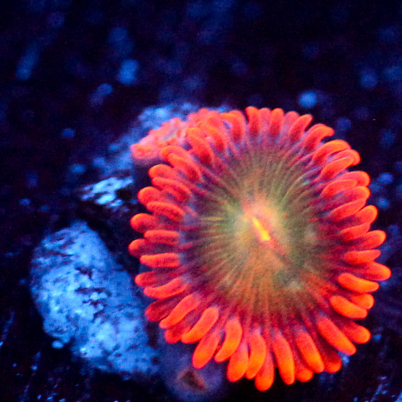 JC Hyperdrive Zoanthid