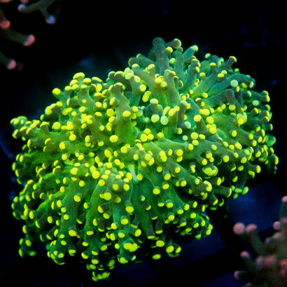 JC Neon Yellow Octo