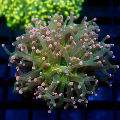 JC Cotton Candy Octo