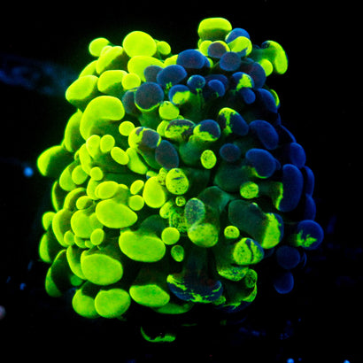 JC Bicolor Splatter Hammer