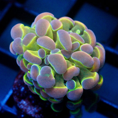 JC Ultra Hologram Hammer