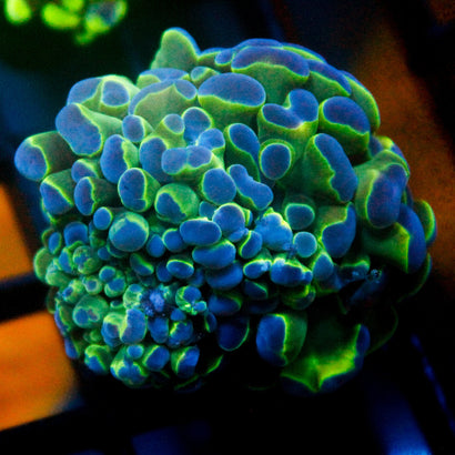 JC Bubble Blast Hammer