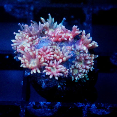 JC Rainbow Fusion Goni