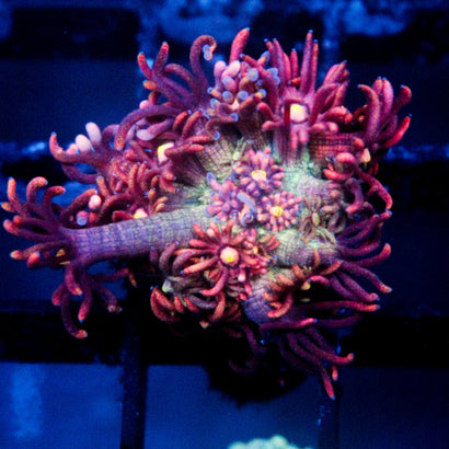 JC Speckled Rainbow Goni