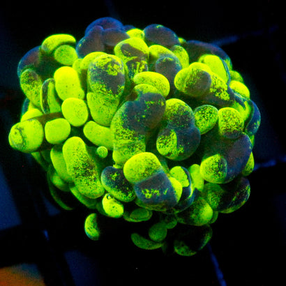 JC Ultra Splatter Hammer