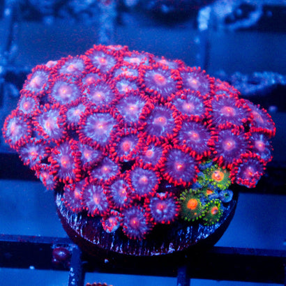 Sour Red Zoanthid Colony