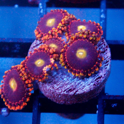 Antimatter Zoanthid Colony