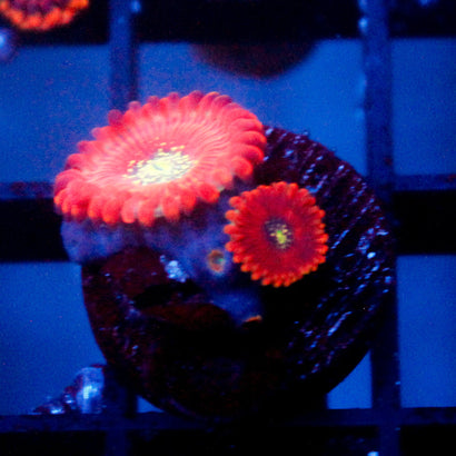JC Magician Zoanthids