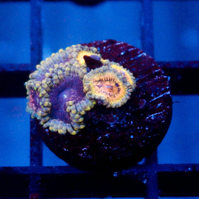 JC Rando Zoanthids