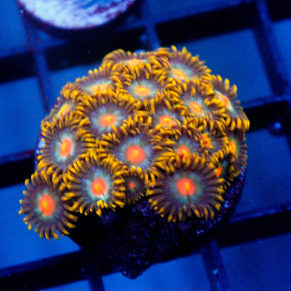 JC Saturn Zoanthid Colony