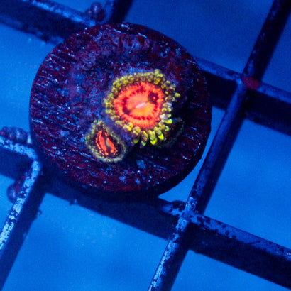 Rainbow Incinerator Zoanthid