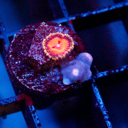Blood Shot Zoanthid