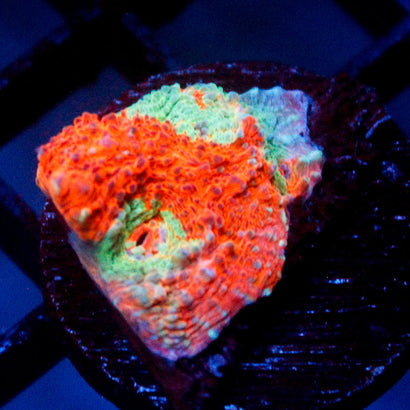 JC Cheetos Finger Chalice