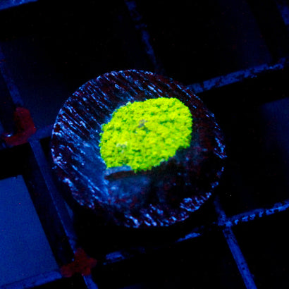 JC Neon Green Rhodactis