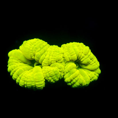 JC Neon trumpet