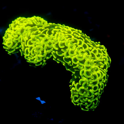 Neon Green Splatter Wall hammer