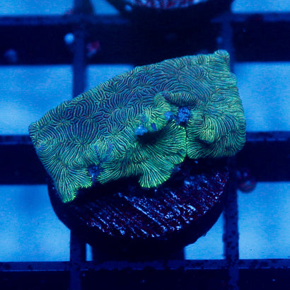 JC Minty Pavona