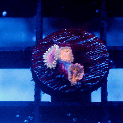 JC Rando Zoanthids