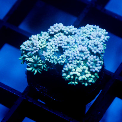 JC Blue Rainbow Goni