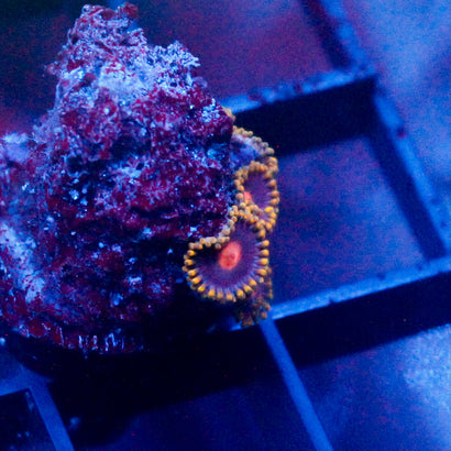 Gold Burn Zoanthid