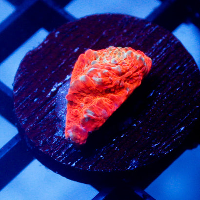 Cheeto Finger Chalice