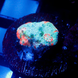 Neptunes Bounty Rainbow Chalice