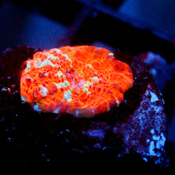 JC Orange Greed Chalice