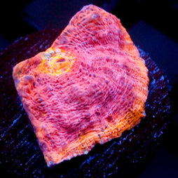 JC Rainbow Grape Inferno Chalice