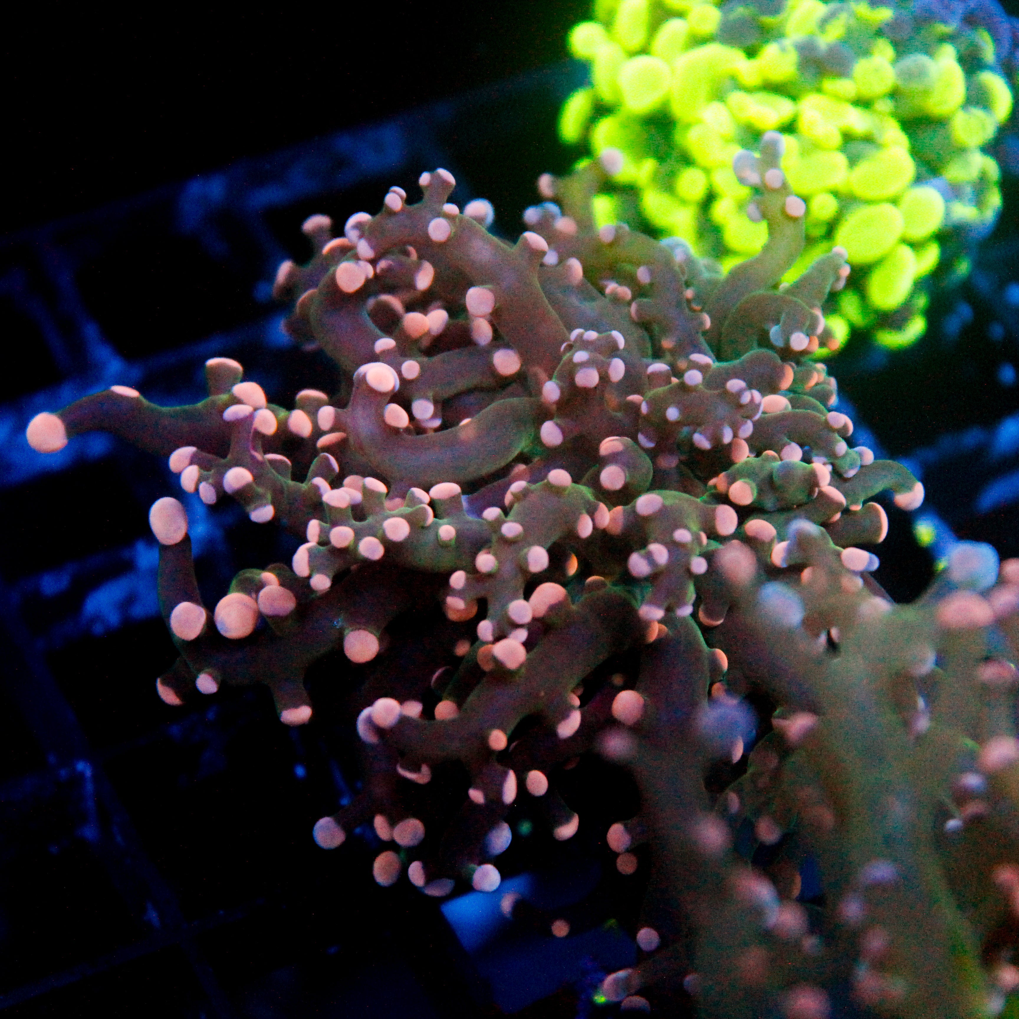 JC Pink Tip Octo