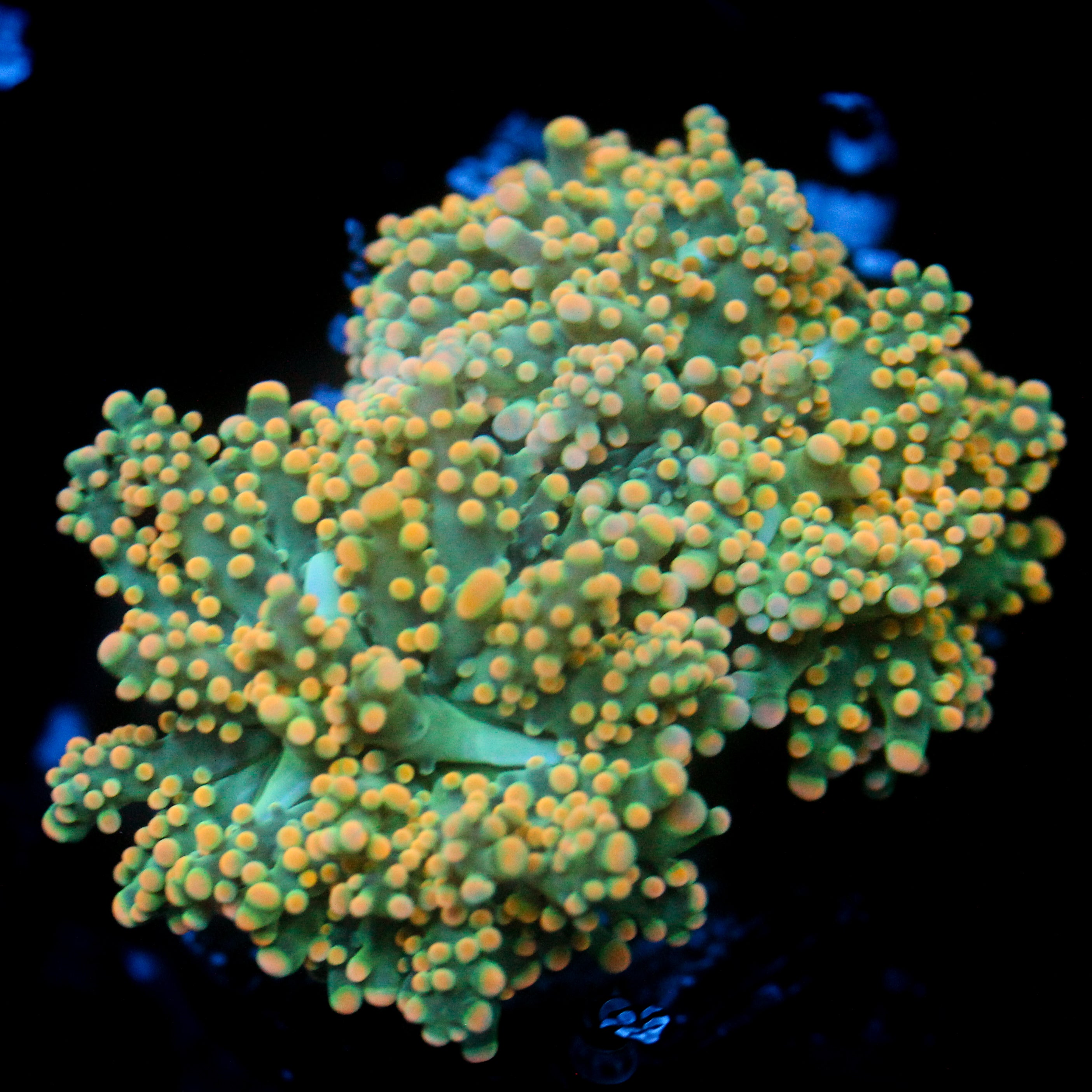 JC Dreamcicle Octo