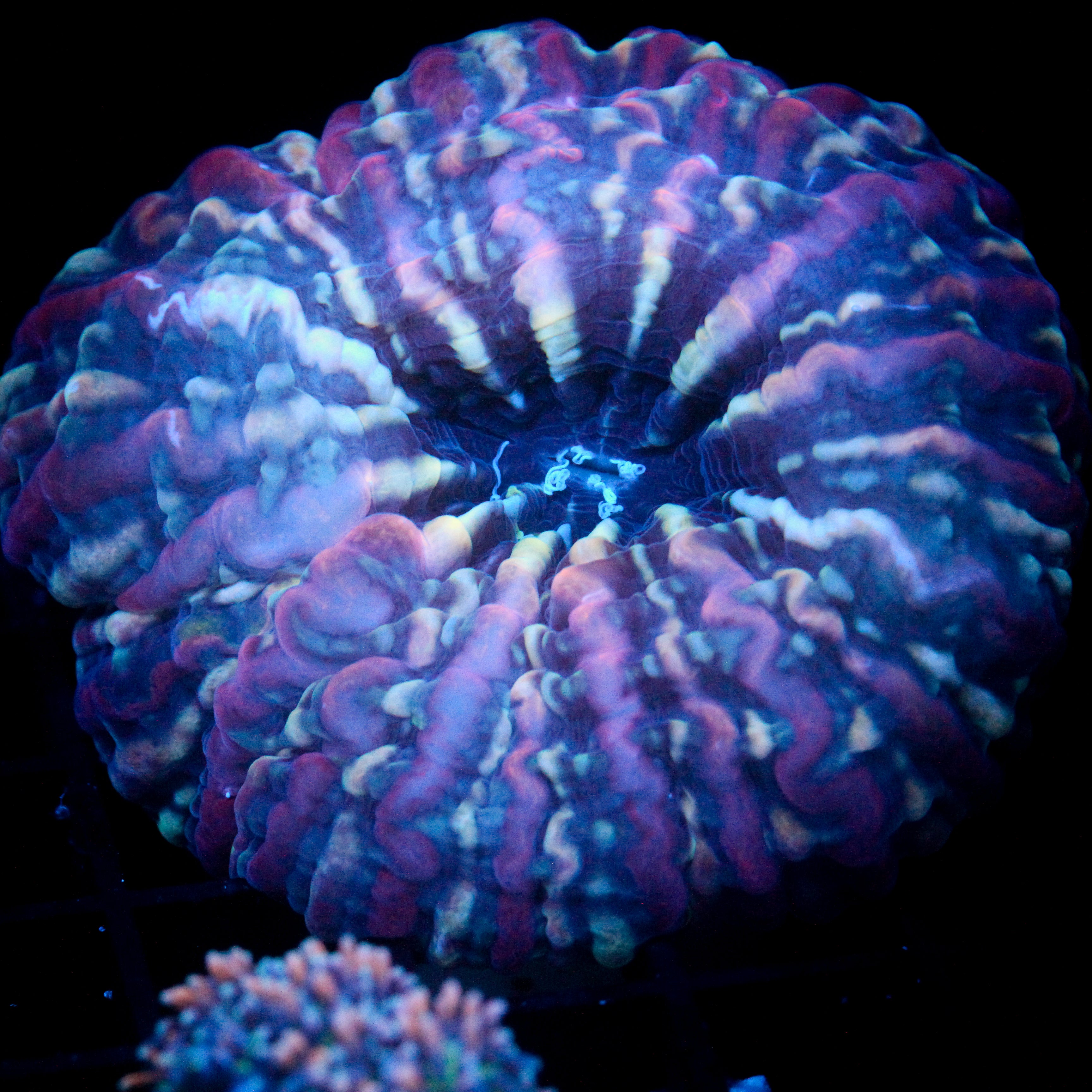 JC Candy Land Indophyllia 4"+