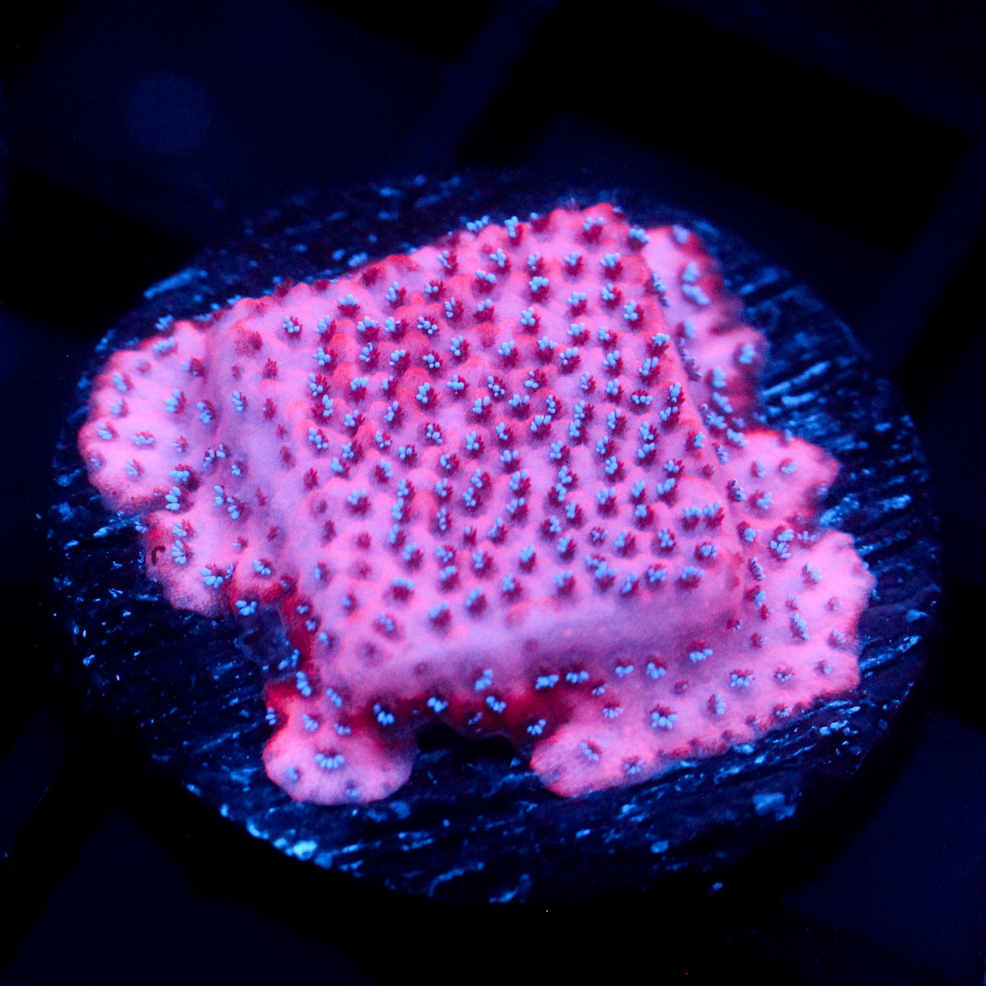 JC Mystic Sunset Montipora