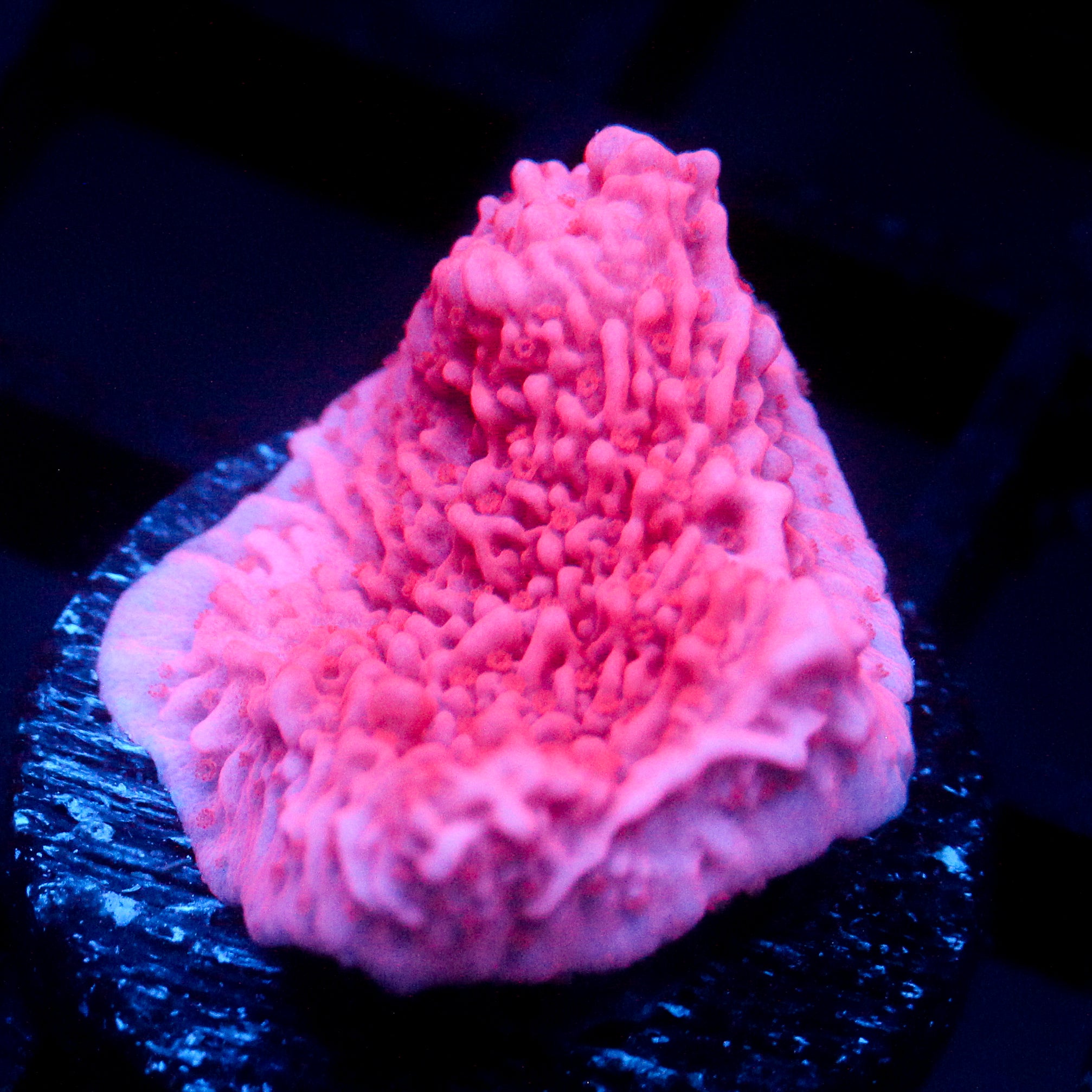 JC Pink Wave Monti