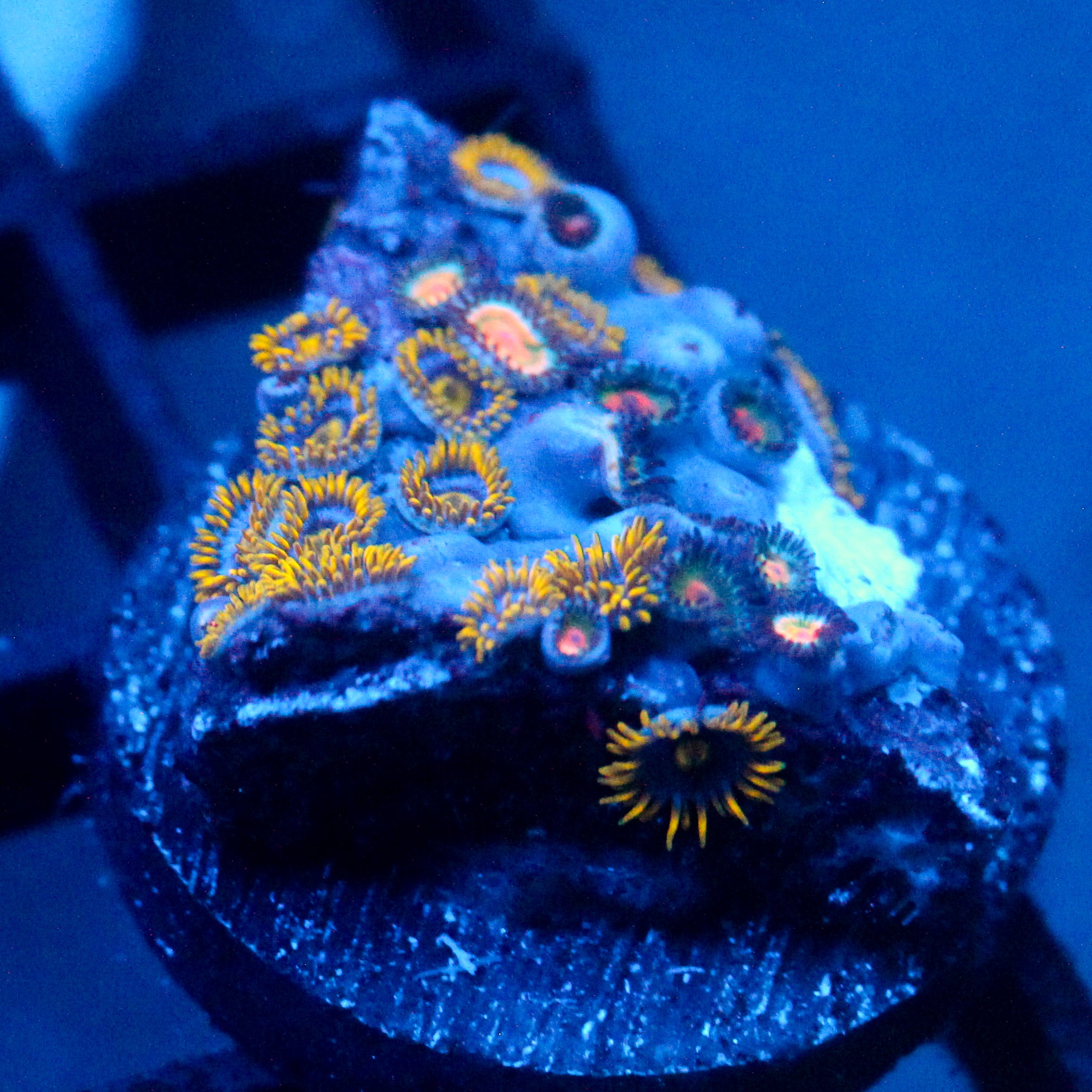 JC Gold Gobbler Zoanthid