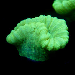 JC Neon Trumpet Coral