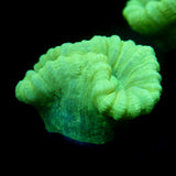 JC Neon Trumpet Coral