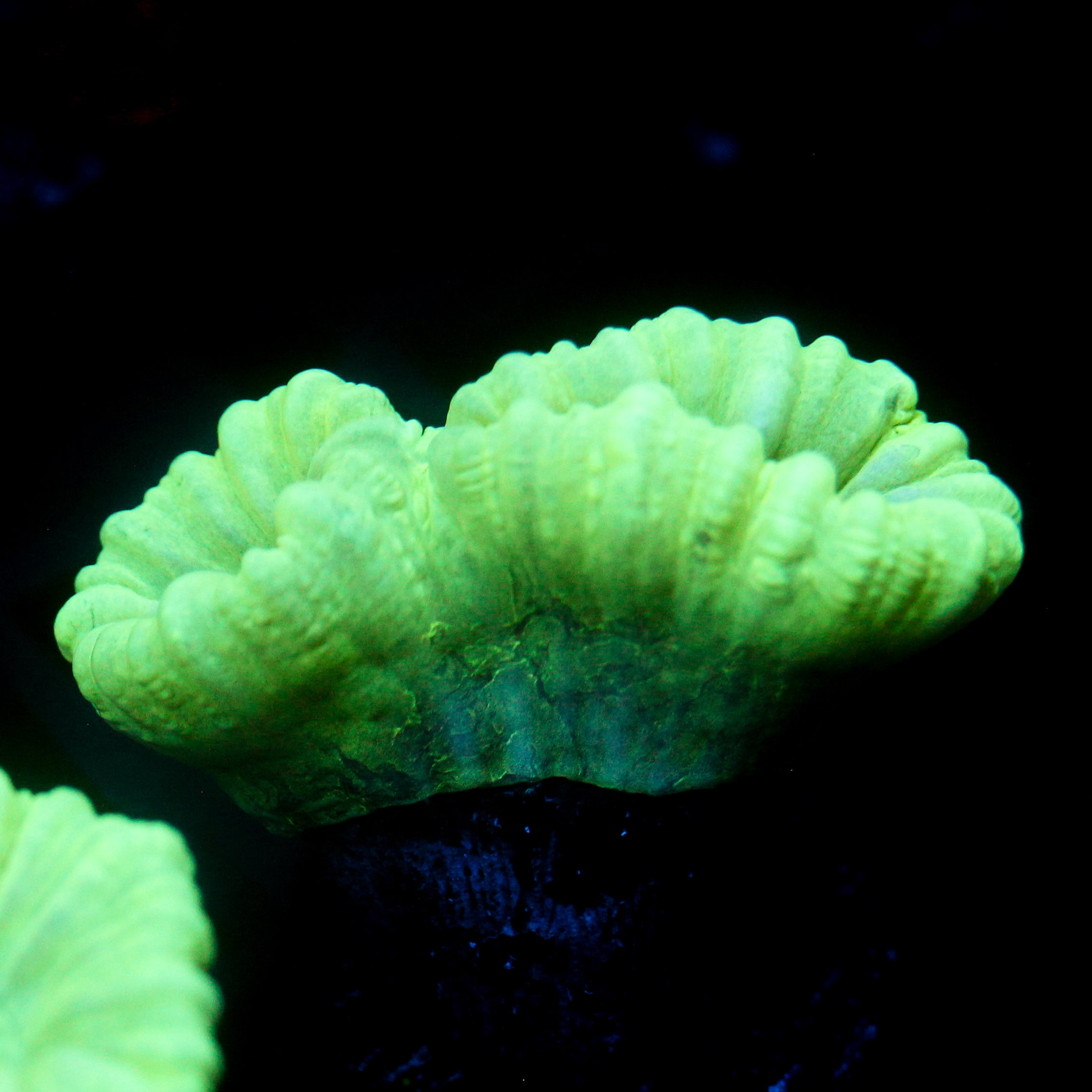 JC Neon Trumpet Coral