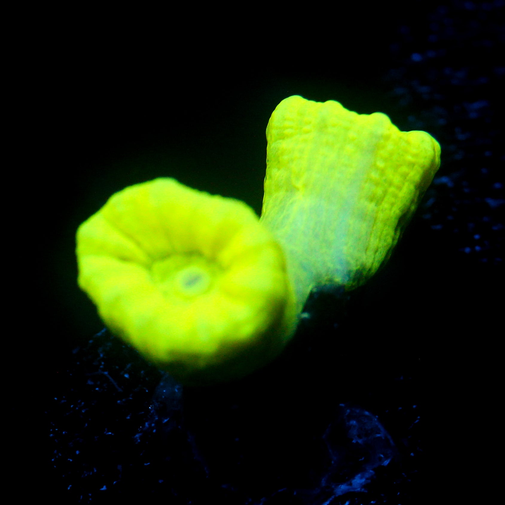 JC Neon Green Trumpet Coral