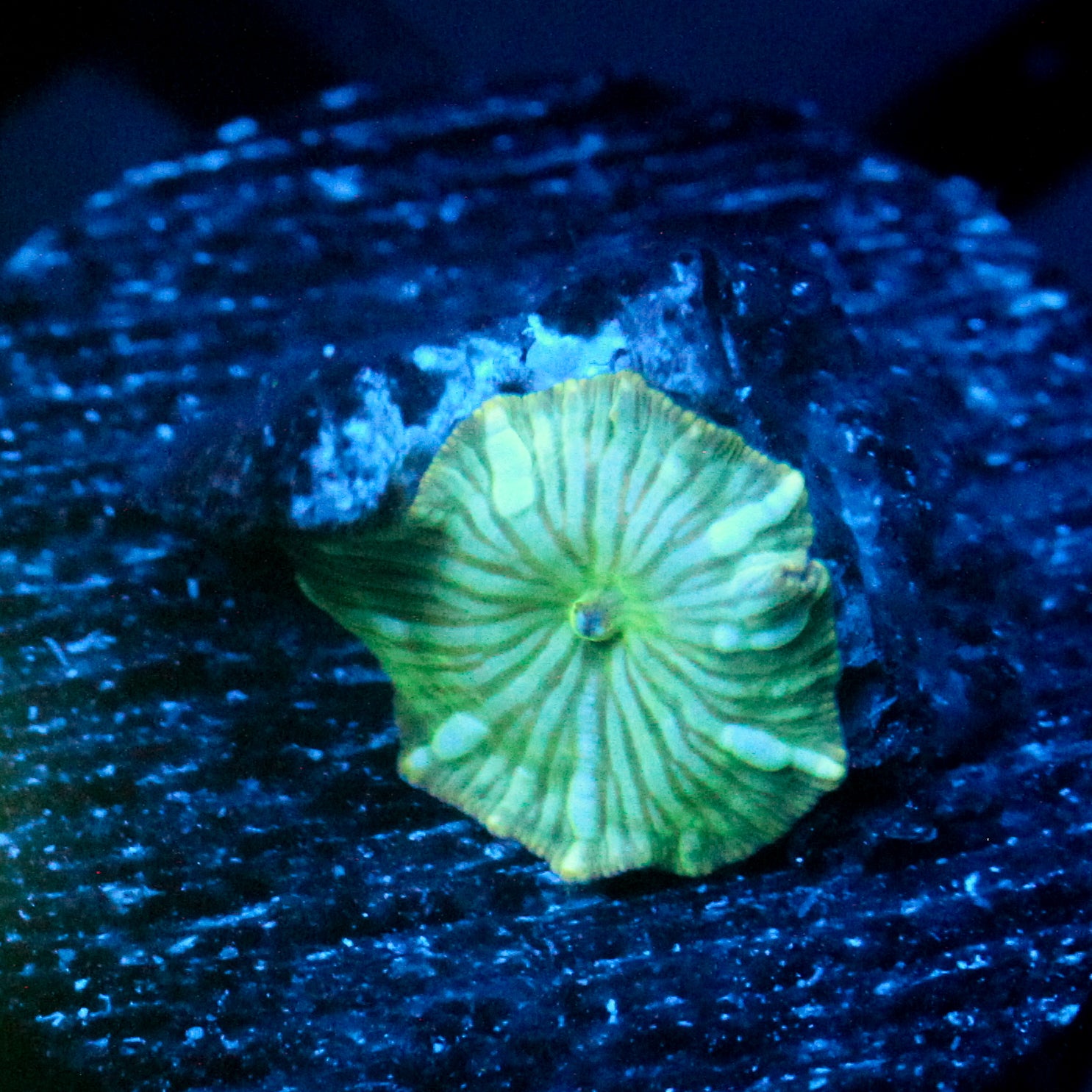 JC Blue Streak Watermelon Rind Discosoma